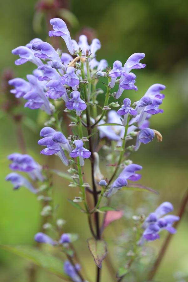 Scutellaria incana (Herbst-Helmkraut)