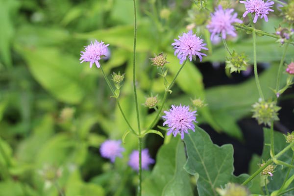 Knautia dipsacifolia (Wald-Witwenblume)