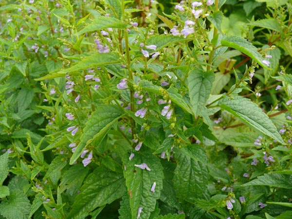 Scutellaria lateriflora (Virginisches Helmkraut)