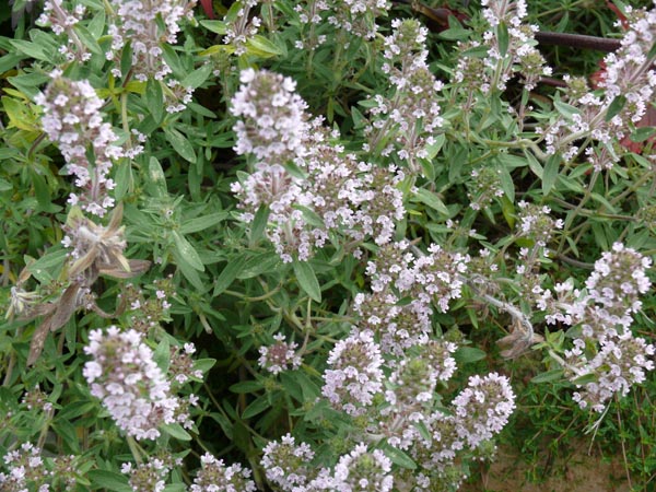 Thymus spec. (Rosenduft-Thymian)