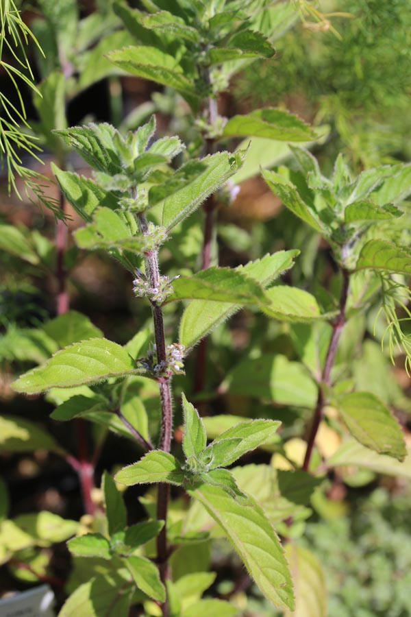 Mentha suaveolens x piperita (Grapefruit-Minze)