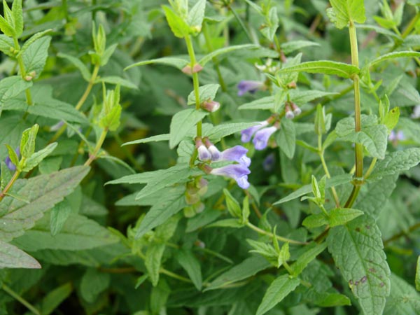 Scutellaria galericulata (Sumpf-Helmkraut)