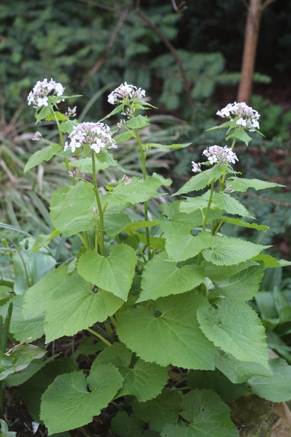 Lunaria rediviva (Ausdauerndes Silberblatt)