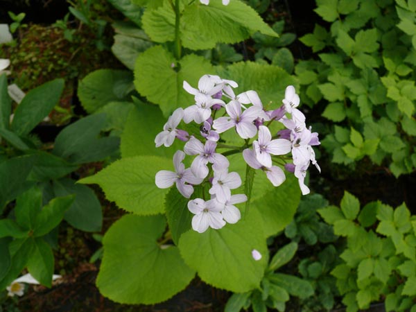 Lunaria rediviva (Ausdauerndes Silberblatt)