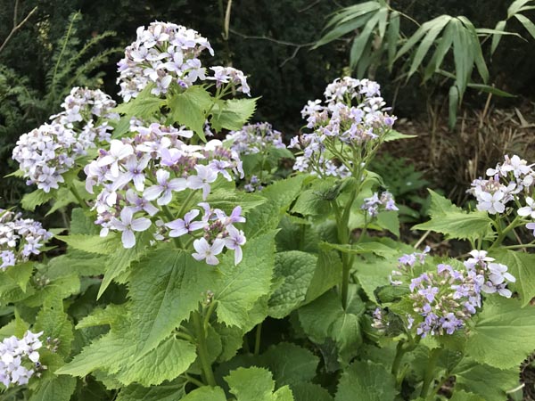 Lunaria rediviva (Ausdauerndes Silberblatt)