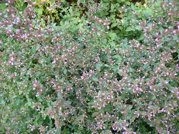 Origanum laevigatum 'Aromatico' (Schweizer Oregano)