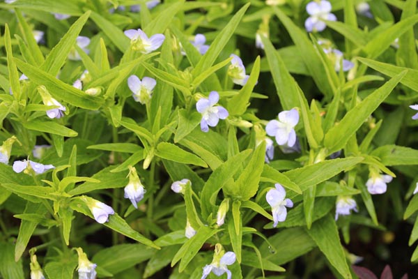 Viola elatior (Hohes Veilchen)