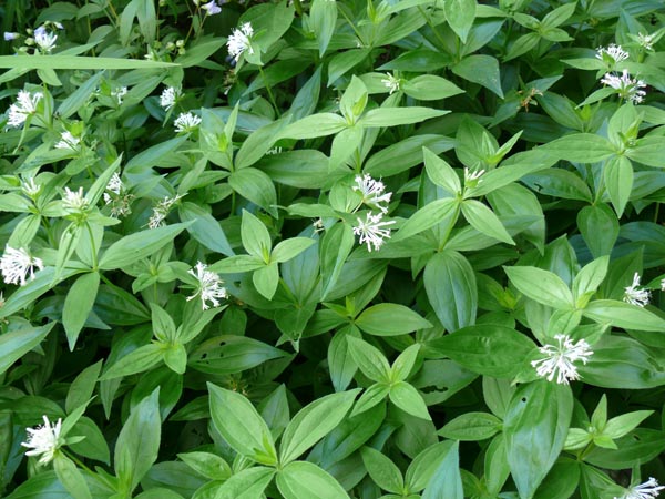 Asperula taurina (Turiner Waldmeister)