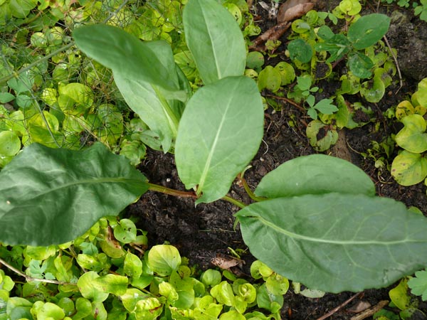 Rumex rugosus 'Profusion’ (Blütenloser Sauerampfer)
