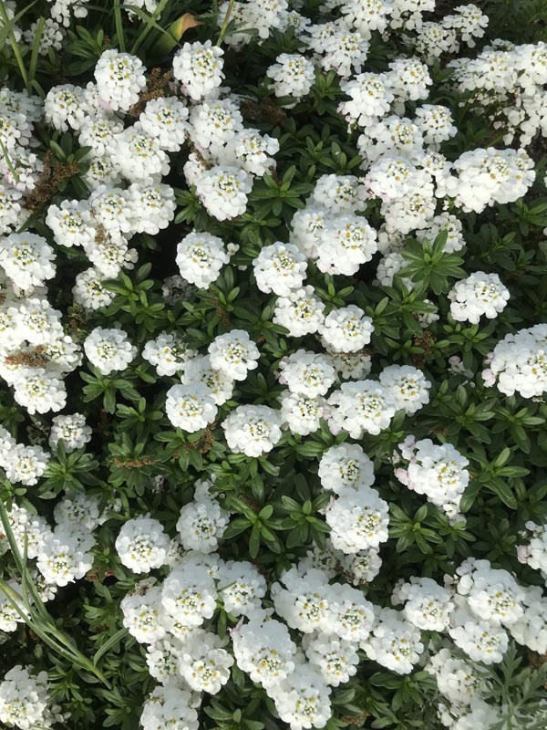 Iberis sempervirens 'Schneeflocke' (Schleifenblume)