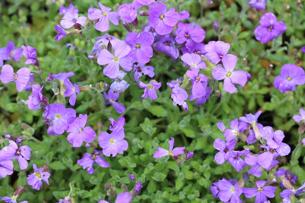 Aubrieta x cultorum 'Cascade Blau' (Garten-Blaukissen)