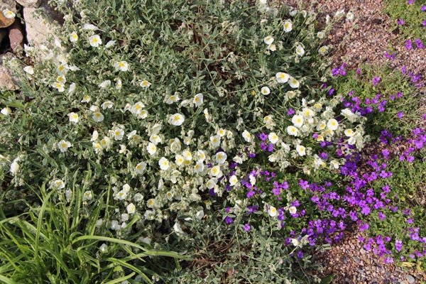 Helianthemum x cultorum 'The Bride' (Sonnenröschen)
