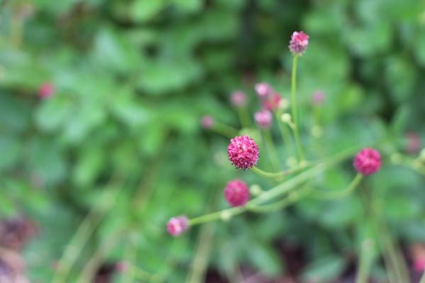 Sanguisorba officinalis 'Red Thunder' (Großer Wiesenknopf)