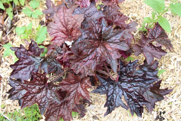 Heuchera micrantha 'Molly Bush' (Purpurglöckchen)