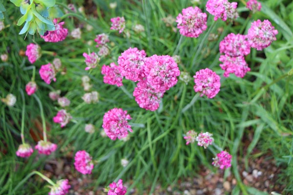 Armeria maritima 'Splendens' (Grasnelke)