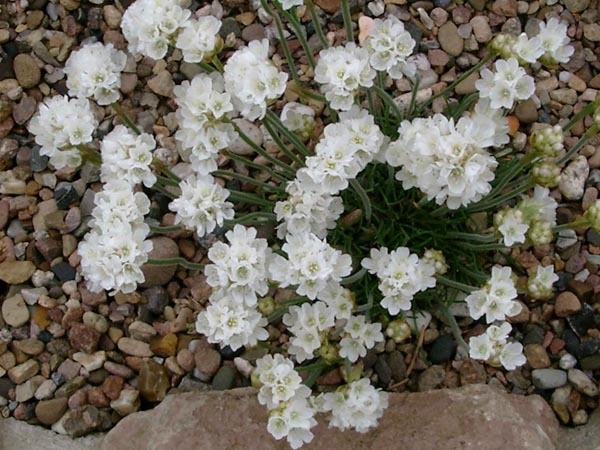 Armeria maritima 'Alba' (Weiße Grasnelke)