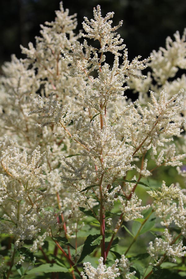 Persicaria polymorpha 'Johanniswolke' (Garten-Bergknöterich)
