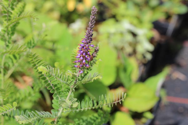 Amorpha canescens (Bleibusch)