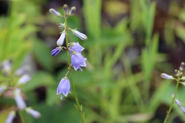 Adenophora bulleyana (Schellenblume, Becherblume)