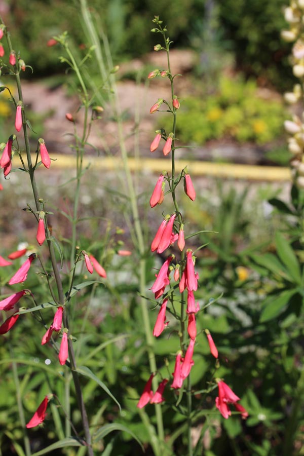 Penstemon barbatus (Rotblühender Bartfaden)