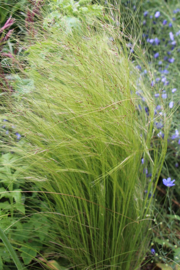 Stipa tenuissima (Amerikanisches Federgras)