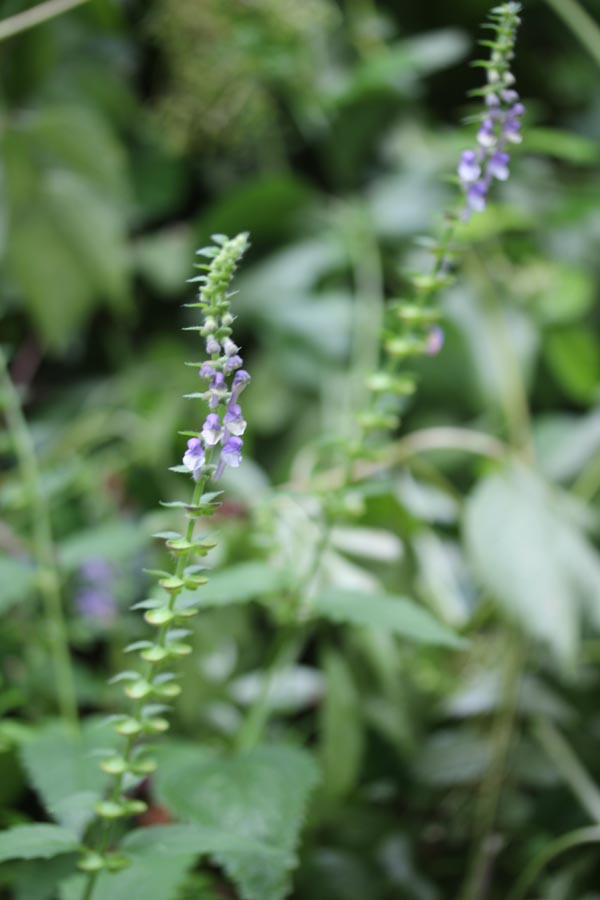 Scutellaria altissima (Hohes Helmkraut)