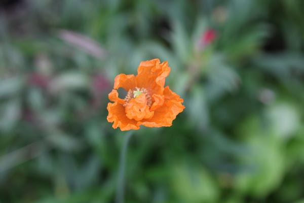 Papaver rupifragum 'Flore Pleno' (Spanischer Mohn)