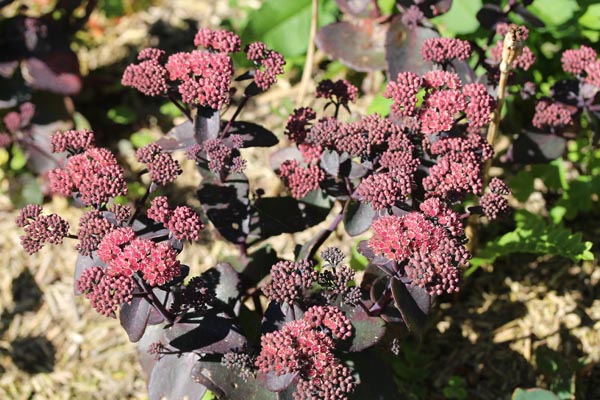 Sedum telephium 'Karfunkelstein' (Hohe Fetthenne)