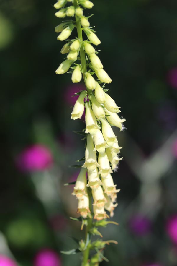 Digitalis lutea 'Flashing Spires' (Gelber Fingerhut)