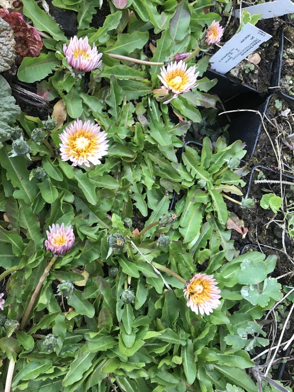 Taraxacum pseudoroseum (Rosablühender Löwenzahn)