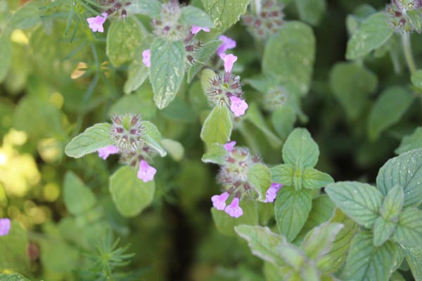Clinopodium vulgare (Gemeine Wirbeldost)