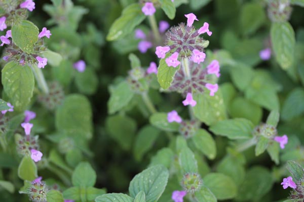 Clinopodium vulgare (Gemeine Wirbeldost)
