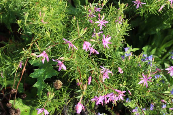 Epilobium dodonaei (Rosmarin-Weidenröschen)