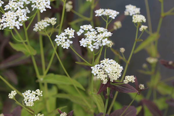 Peltaria alliacea (Lauch-Scheibenschötchen)