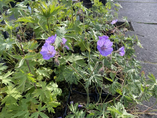 Geranium tuberosum (Knolliger Storchschnabel)
