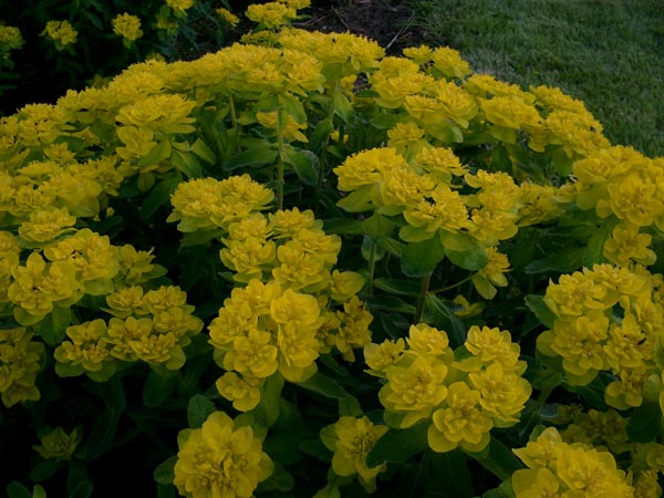 Euphorbia polychroma (Gold-Wolfsmilch)