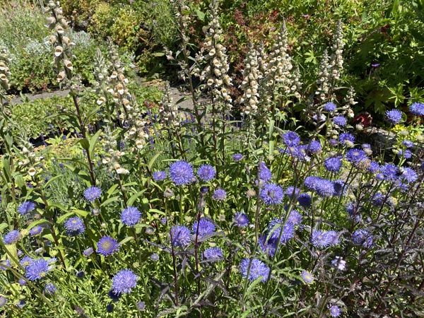Jasione laevis (Ausdauernde Sandglöckchen)