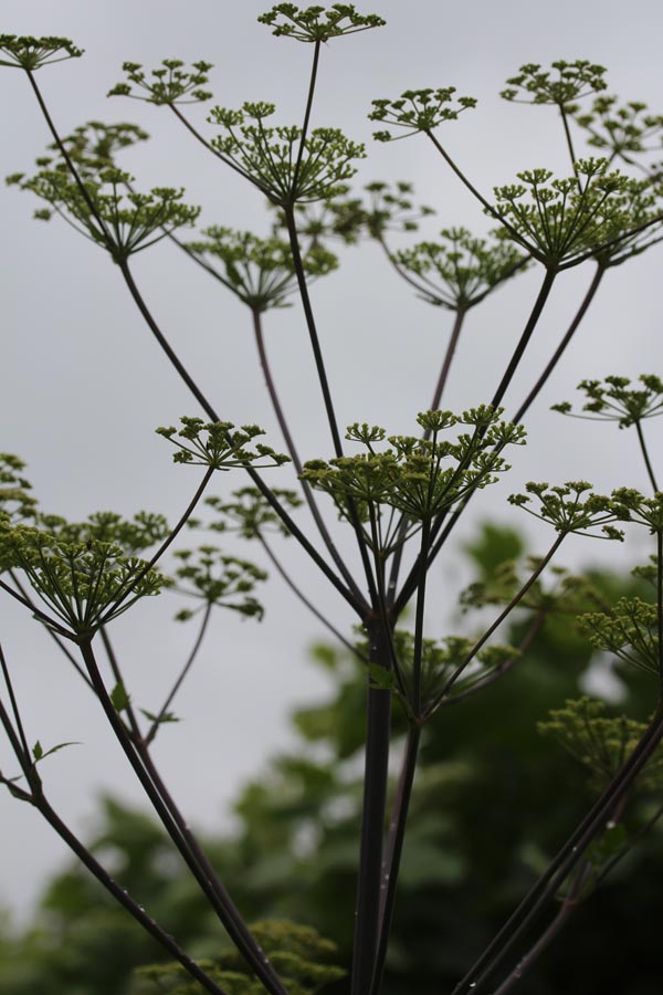 Peucedanum verticillare (Riesen-Haarstrang)