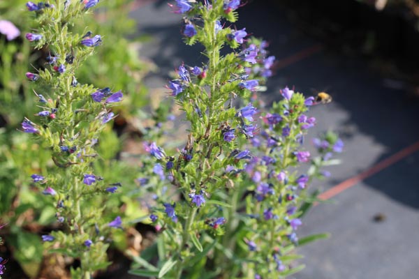 Echium vulgare (Gewöhnliche Natternkopf)