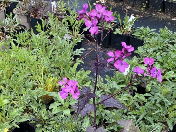Lunaria annua 'Chedglow' (Dunkellaubiger Silbertaler)