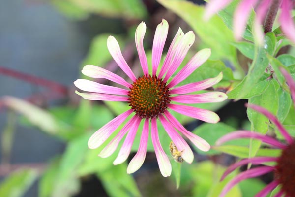 Echinacea purpurea 'Green Twister' (Mehrfarbiger Sonnenhut)