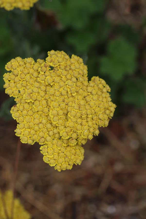 Achillea filipendulina 'Summer Gold' ® (Hohe Gold-Garbe)