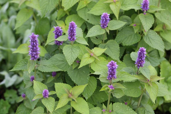 Agastache foeniculum (Anisysop)