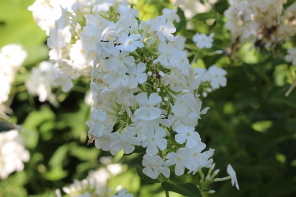 Phlox paniculata 'Pax' (Flammenblume)