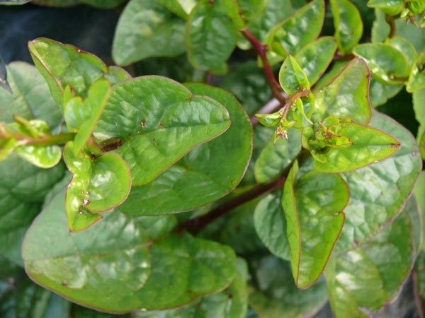 Basella alba var. rubra (Spinat, Ceylon-)