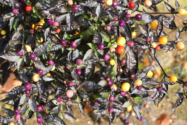 Capsicum annuum (Chili, 'Lila Luzi')