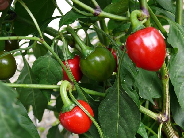 Capsicum annuum (Chili, Ungarische Kirschpaprika)