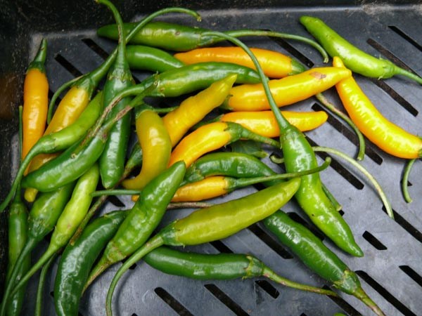 Capsicum baccatum (Chili, 'Criolla Sella')