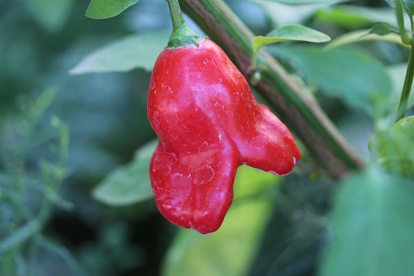 Capsicum baccatum (Chili, 'Glocken')