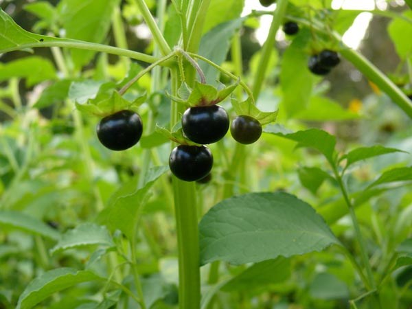 Jaltomata procumbens (Jaltomate)